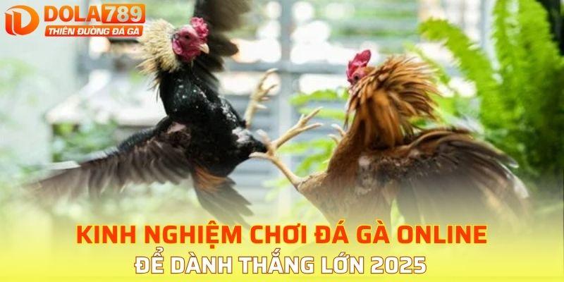 Kinh nghiệm chơi đá gà tại DOLA789 thắng 100%